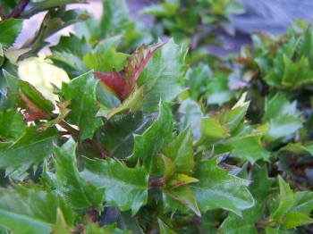 rośliny ozdobne - Ostrokrzew BLUE CUSHION ilex meserveae P13/20cm