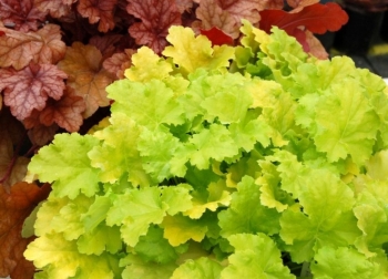 rośliny ozdobne - Heuchera 'Winter Joy' Żurawka /C2