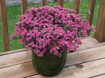 sklep ogrodniczy - Sedum SunSparkle® 'Firecracker' PBR Rozchodnik /C2
