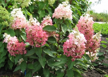 sadzonki - Hydrangea paniculata MAGICAL VESUVIO ‘Kolmavesu’ PBR Hortensja wiechowata /C3 *17
