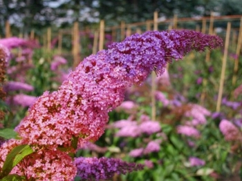 rośliny ozdobne - Budleja Dawida Flower Power (Buddleja davidii 'Flower Power' syn. Bicolour) /C2 *K8