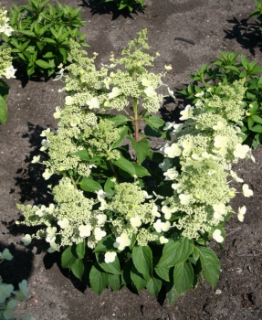 rośliny ogrodowe - Hydrangea paniculata MAGICAL HIMALAYA 'Kolmahima' PBR Hortensja wiechowata /C3 *17