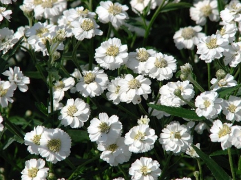 rośliny ozdobne - Krwawnik kichawiec Achillea ptarmica /C2 *K7