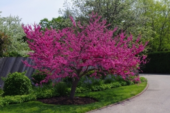 rośliny ozdobne - JUDASZOWIEC kanadyjski APPALATIAN RED Cercis canadensis C7,5/1,8m