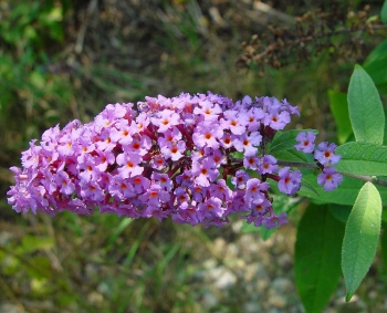 rośliny ozdobne - Budleja REVE DE PAPILLON 'Minpap' Buddleja davidii /C5