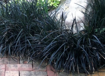 sadzonki - Ophiopogon planiscapus NIGER syn. 'Black Dragon' /P9 *K8