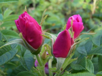 rośliny ogrodowe - Róża HANSA Hybrid rugosa /C2