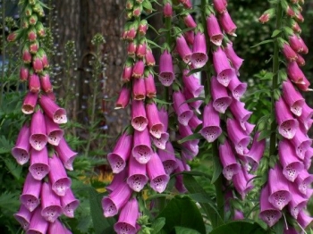 sklep ogrodniczy - Naparstnica purpurowa - 10 sztuk sadzonek kopanych