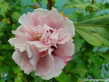 rośliny ogrodowe - HIBISCUS syriacus LADY STANLEY Ketmia syryjska C2/60-80cm *3