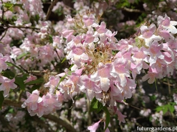sadzonki - Kolkwicja chińska PINK CLOUD Kolkwitzia amabilis P15/40-50cm
