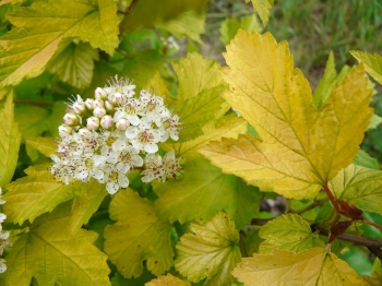 sadzonki - Pęcherznica kalinolistna LUTEUS na PNIU Physocarpus opulifolius C2/90(110)cm *PACZ