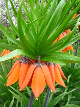 rośliny ogrodowe - Szachownica Cesarska Aurora (Korona, Fritillaria Aurora)
