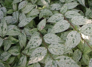 rośliny ogrodowe - Żylistek wysmukły MARMORATA Deutzia gracilis C2/30cm *K20