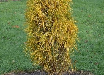 sadzonki - Kruszyna wąskokolumnowa FINE LINE 'Ron Williams'® Frangula alnus C3/40-60cm *K18