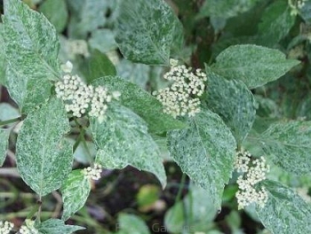 sklep ogrodniczy - Hortensja piłkowana 'Kokonoe-yama' Hydrangea serrata /C5 *K19