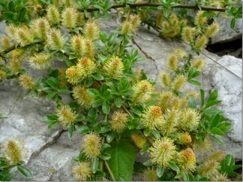 rośliny ogrodowe - Wierzba płożąca Salix nakamurana var. yezoalpina /C2 *K13