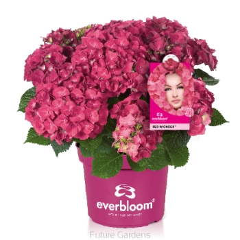 rośliny ogrodowe - Hortensja ogrodowa Everbloom RED WONDER 'Red Ball' Hydrangea macrophylla /C5