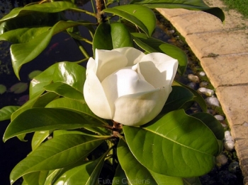 rośliny ogrodowe - Magnolia grandiflora GALISSONNIERE Magnolia wielkokwiatowa Zimozielona C3/40-60cm *9