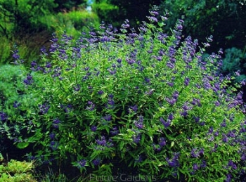 sadzonki - Barbula klandońska heavenly BLUE Caryopteris clandonensis C1,5/30cm *23