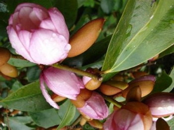 rośliny ozdobne - Magnolia zimozielona FAIRY MAGNOLIA® BLUSH C3/50cm *T36