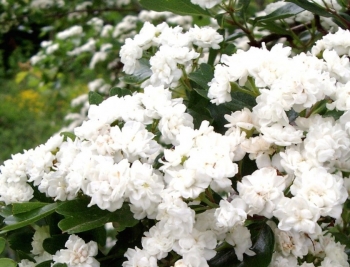 sadzonki - Głóg jednoszyjkowy PLENA Crataegus monogyna C3/80-120cm