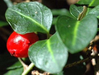 rośliny ogrodowe - Mitchella płożąca Mitchella repens /P9 *T33