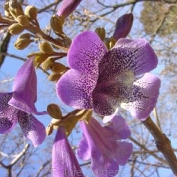 sklep ogrodniczy - Paulownia catalpifolia P.surmiolistna Cesarskie drzewko szczęścia C5/1-1,2m