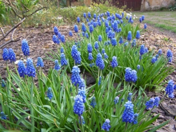 sklep ogrodniczy - Szafirek armeński 10 szt cebulek (Muscari Armeniacum)