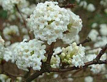 sklep ogrodniczy - Kalina wonna CANDIDISSIMUM Viburnum farreri C3/60cm *T11