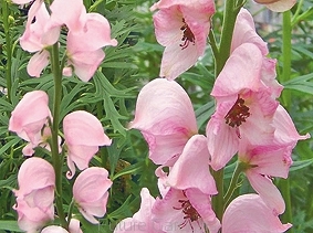 rośliny ogrodowe - Tojad najmocniejszy RUBELLUM Aconitum napellus /P11 *K18