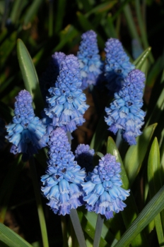rośliny ogrodowe - Szafirki Pełne Blue Spike (Muscari Blue Spike) 5 szt