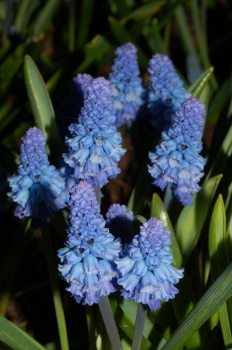 sadzonki - Szafirki Pełne Blue Spike (Muscari Blue Spike) 5 szt