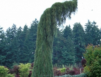 rośliny ozdobne - Mamutowiec olbrzymi PENDULUM Sekwoja olbrzymia Mamutowe drzewo Sequoiadendron giganteum C6/60-80cm