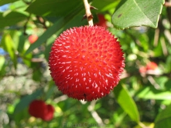 sklep ogrodniczy - Drzewo truskawkowe COMPACTA Chruścina karłowa Arbutus unedo C7,5/80cm