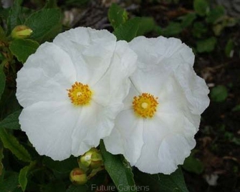 sadzonki - Cistus ledon Czystek C2/30cm