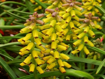 sklep ogrodniczy - Szafirek Macrocarpum 3 cebulki (Muscari Macrocarpum)