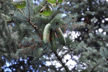 rośliny ogrodowe - Świerk chiński Picea asperata C2/40cm