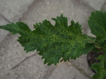 sadzonki - Lipa amerykańska MEDEA Tilia americana C1-C2/40-60cm