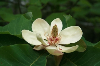 rośliny ozdobne - Magnolia szerokolistna Magnolia hypoleuca syn. M.obovata - balot/50-60cm *K11