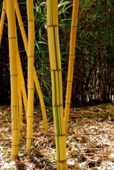 sklep ogrodniczy - Bambus ogrodowy Phyllostachys vivax AUREOCAULIS C2,5/1-1,4m