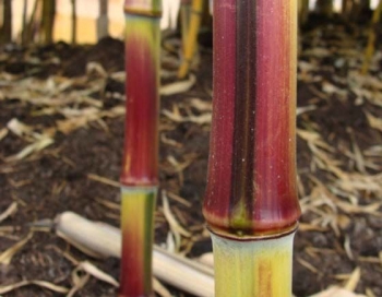 sadzonki - Bambus ogrodowy Phyllostachys aureosulcata SPECTABILIS C2,5/1m *6