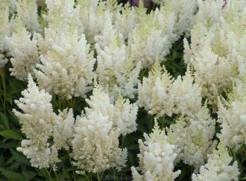rośliny ozdobne - Tawułka wysoka BIAŁA Astilbe x arendsii C1,5