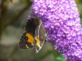 rośliny ogrodowe - Budleja Dawida FIOLETOWA (Buddleja davidii) C3