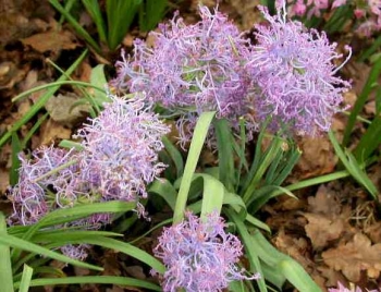 sklep ogrodniczy - Szafirki Plumosum (Muscari Comosum Plumosum) 5 szt