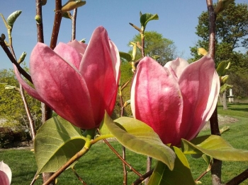 rośliny ozdobne - Magnolia ROSE MARIE C2/20-30cm *21T