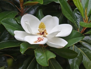 sklep ogrodniczy - Magnolia grandiflora 24 BELOW Zimozielona wielkokwiatowa C9/80-100cm