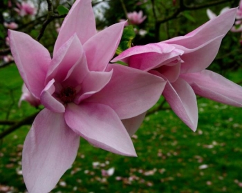 sklep ogrodniczy - Magnolia STAR WARS C5/120-140cm