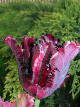 sadzonki - Tulipan Black Parrot 1 cebulka