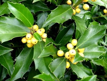 sklep ogrodniczy - Ostrokrzew Meservy GOLDEN GIRL (typ żeński) Ilex ×meserveae P11/40cm