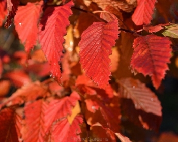 sadzonki - Grab 'Lockglo' ROCKHAMPTON RED® Carpinus betulus C9/1,2-1,6m *6